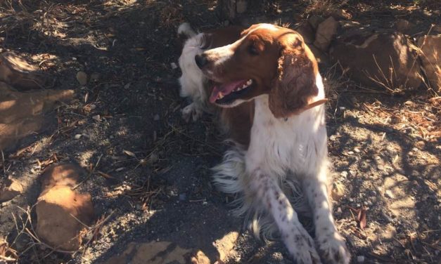 Coronakrise: Boom bei Hunde-Adoptionen