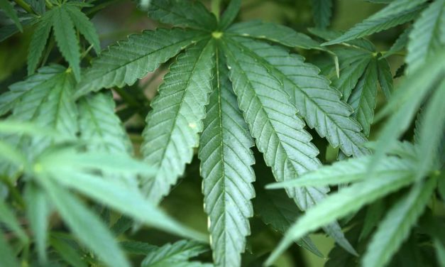 1.309 Marihuanapflanzen beschlagnahmt – 4 Verhaftete