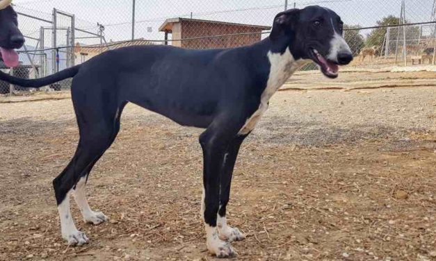 Emma, Galgo, ca. 6 Monate alt