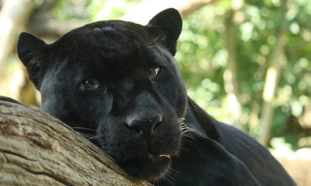 Schwarzer Panther in der Region Granada gesichtet?