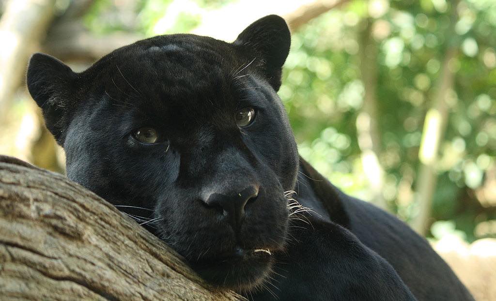 Schwarzer Panther in der Region Granada gesichtet?
