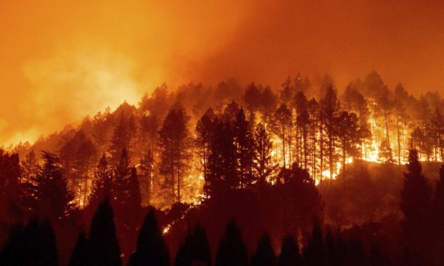 Waldbrand in Naturschutzgebiet auf Mallorca von Menschen verursacht