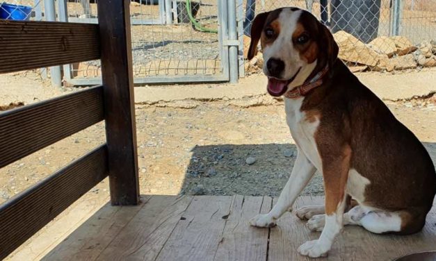 Oskar, Beagle-Mix, ca. 2 Jahre alt