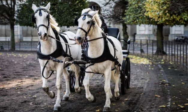 Marbellas Pferdekutschen sollen bis 2023 den Betrieb einstellen