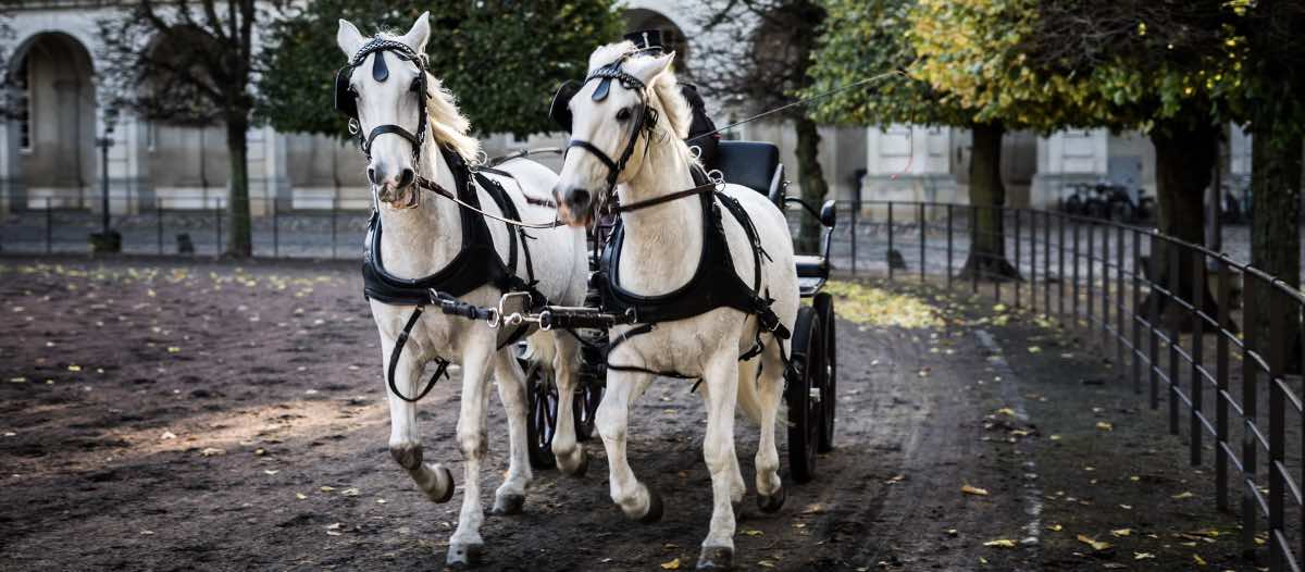 Marbellas Pferdekutschen sollen bis 2023 den Betrieb einstellen