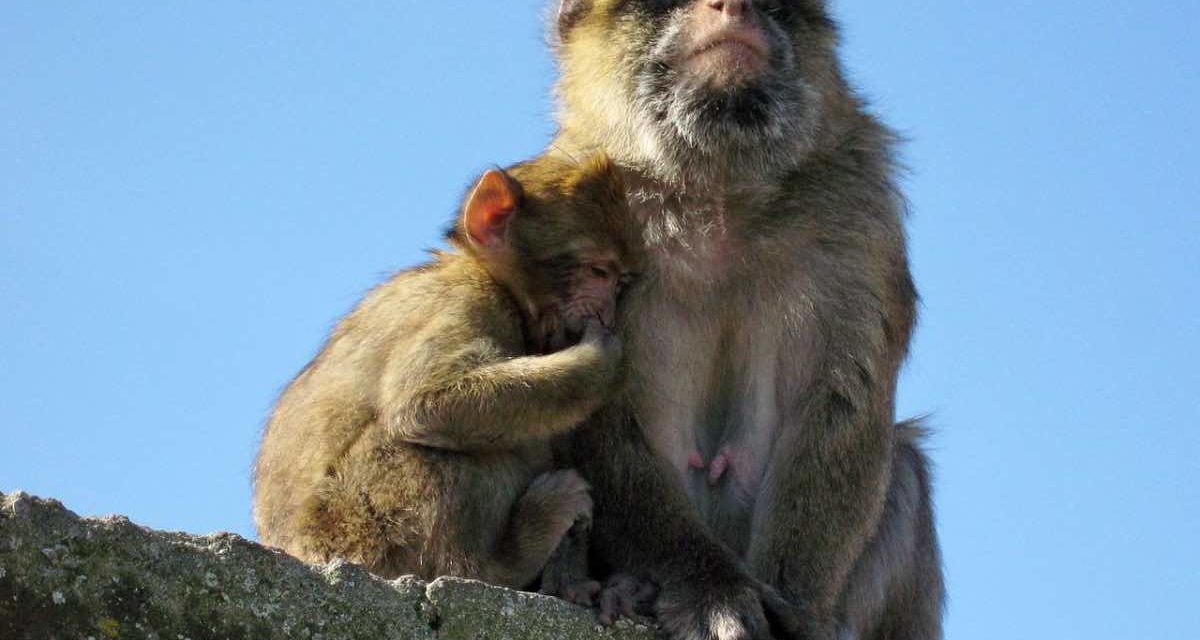 Gibraltar will seine Affen vor Corona schützen