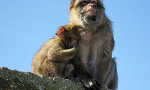 Gibraltar will seine Affen vor Corona schützen