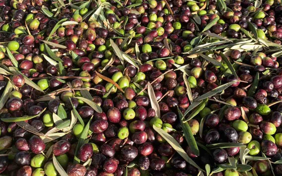 Klimawandel: Olivenbauern in der Krise