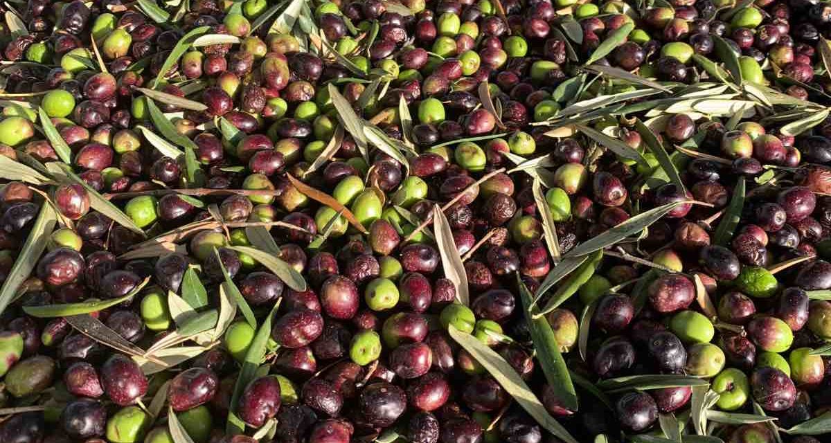 Olivenbauern wehren sich gegen den Nutri-Score für Olivenöl
