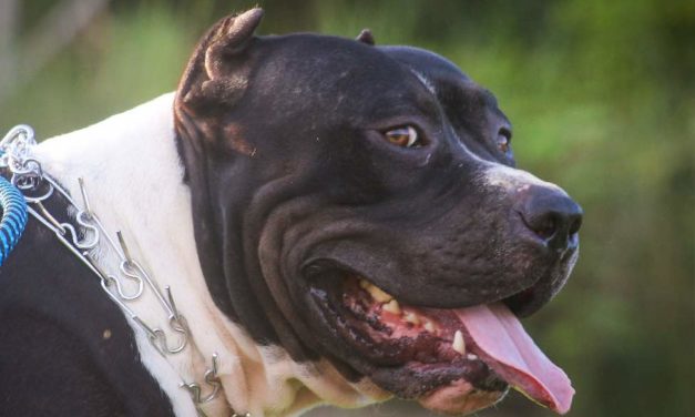 Zwei Hundeangriffe in Sevilla: ein Todesopfer