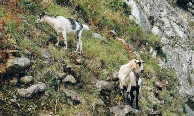 Málaga: drei Wilderer nach Töten einer Ziege verhaftet