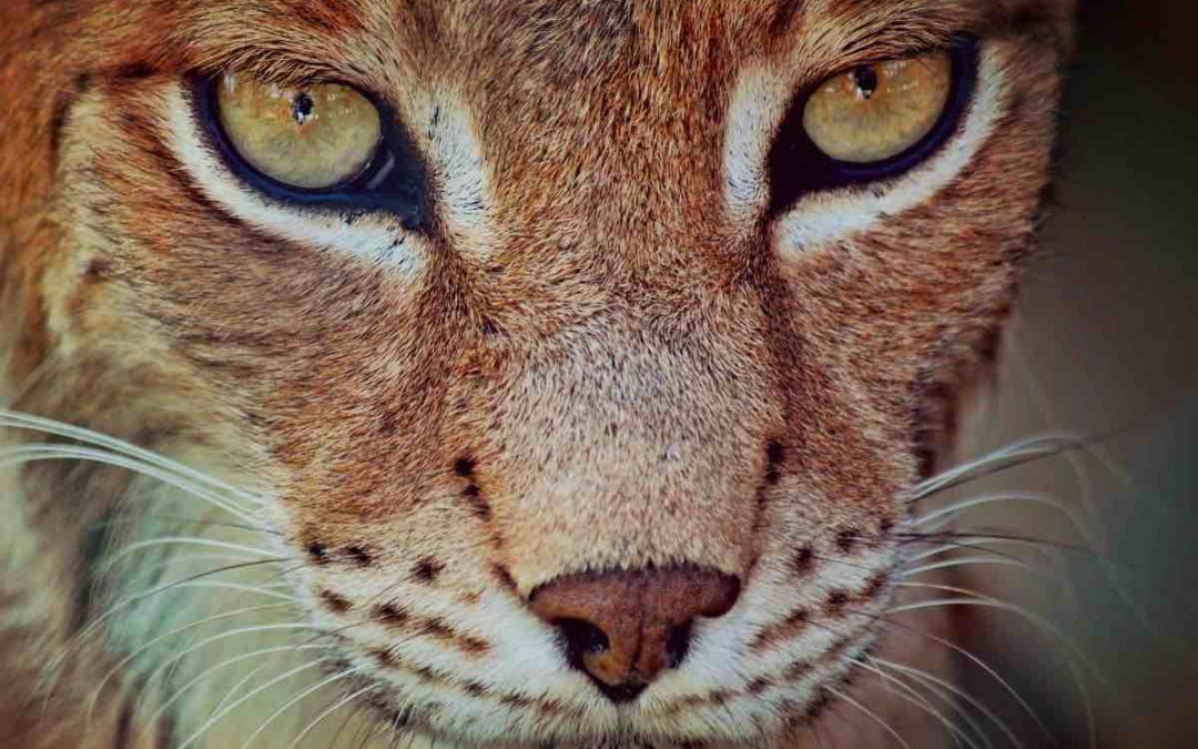 Mehr als 2.000 Luchse auf der iberischen Halbinsel