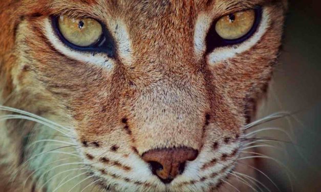 5 Luchse in der Sierra Morena ausgewildert, um die Art zu erhalten