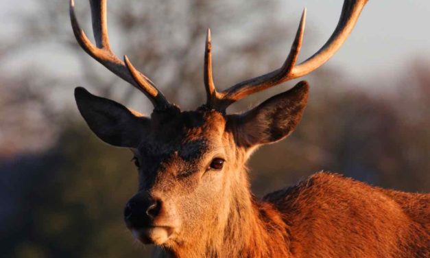 Klimawandel beeinflusst die Reproduktion von Hirschen