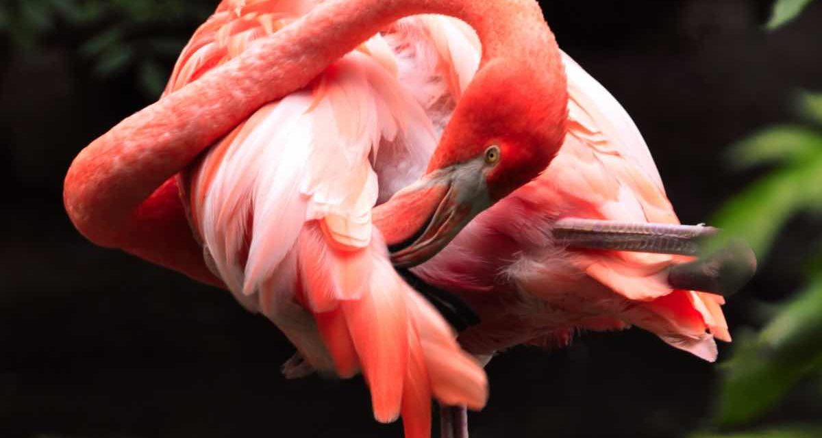 530.000 Vögel haben in den Doñana-Sümpfen überwintert