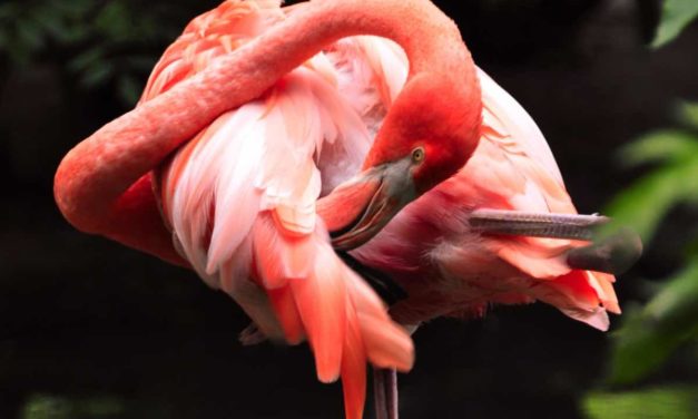 530.000 Vögel haben in den Doñana-Sümpfen überwintert