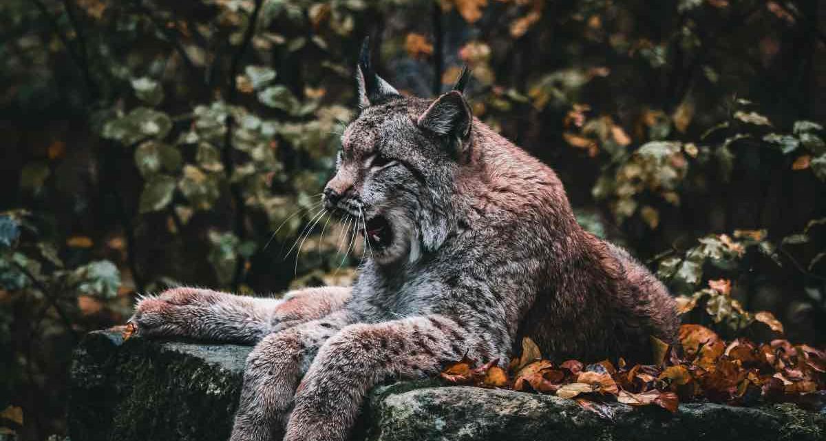 Parque Nacional de Doñana: 3 Jungtiere von Luchs-Mama Madroña