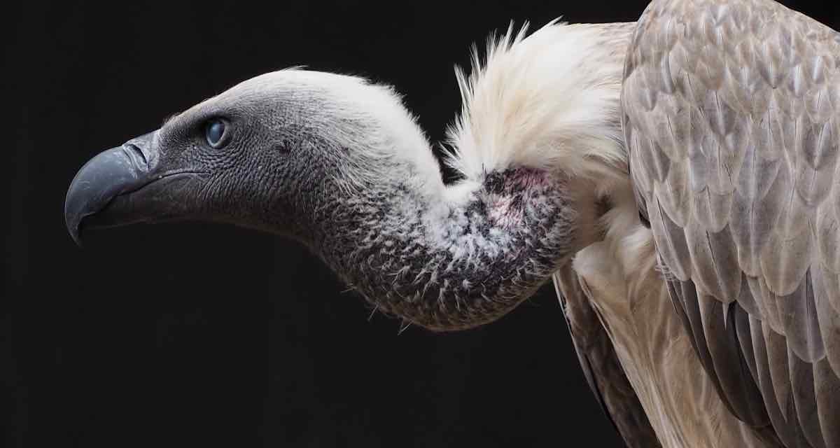 Aasfresser überleben eher im Süden als im Norden Spaniens
