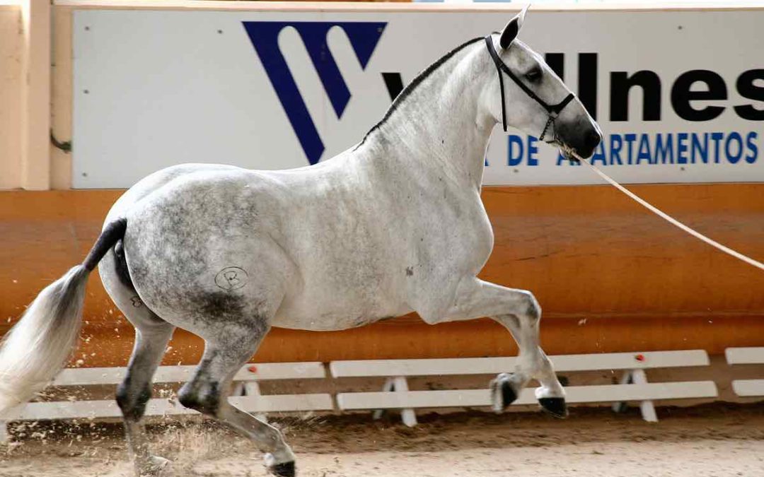 Andalusier: eine Pferderasse mit Geschichte