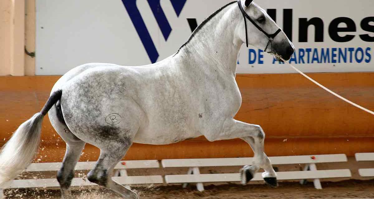Andalusier: eine Pferderasse mit Geschichte