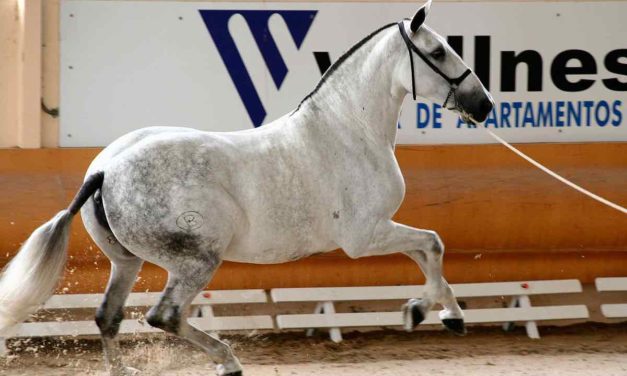 Andalusier: eine Pferderasse mit Geschichte