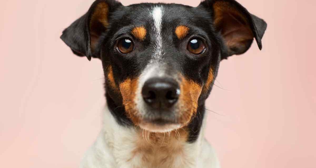 Pfotenhilfe Andalusien e.V. – Hundehilfe mit Herz und Verstand