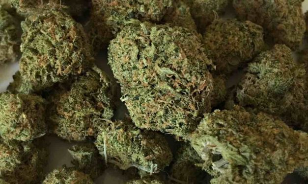 1.120 Kilo Marihuana beschlagnahmt – 4 Festnahmen