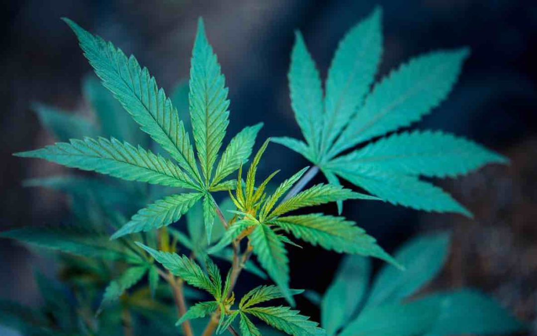 Marihuana-Dealer: 16 Personen verhaftet