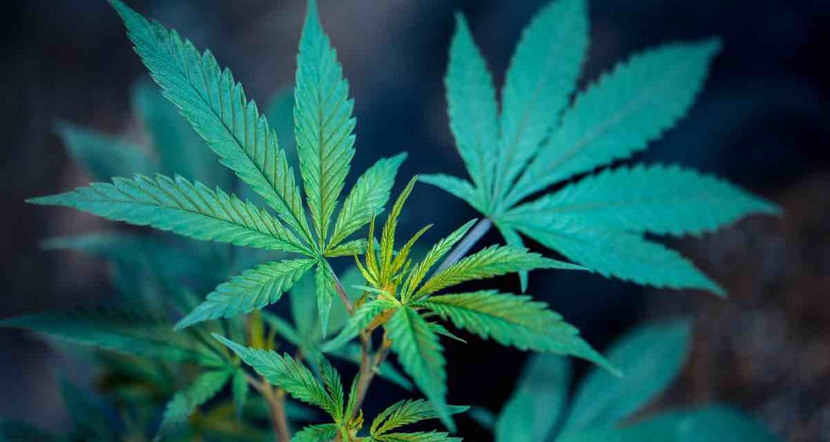 Marihuana-Dealer: 16 Personen verhaftet