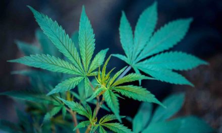 Marihuana-Dealer: 16 Personen verhaftet
