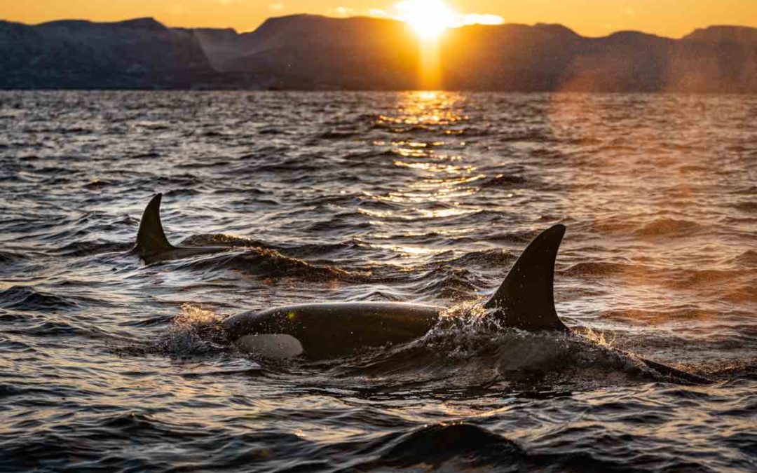 Orcas greifen erneut zwei neue Segelschiffe an