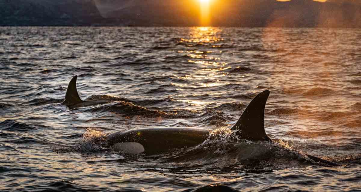 Orcas greifen erneut zwei neue Segelschiffe an