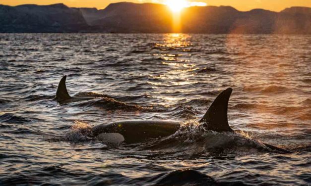 Orcas greifen erneut zwei neue Segelschiffe an