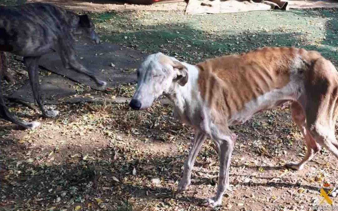 Ermittlungen gegen Tierheim in Almería