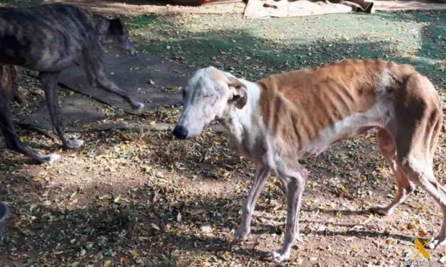 Ermittlungen gegen Tierheim in Almería