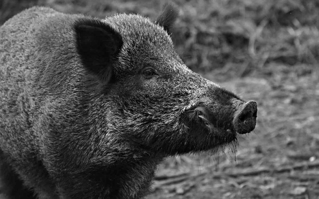Jagdsaison startet mit Wildschwein-Überschuss