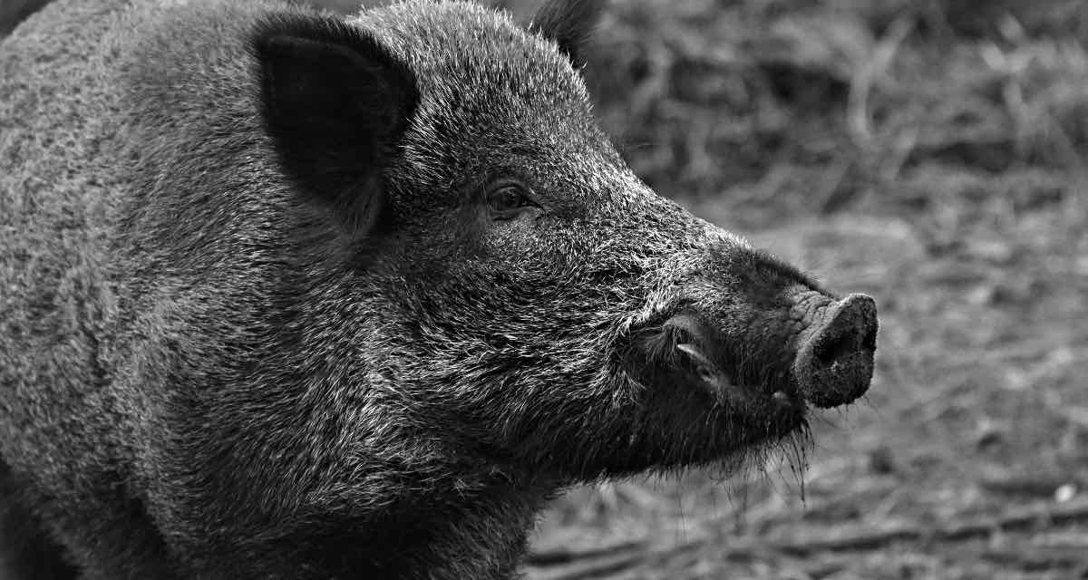 Jagdsaison startet mit Wildschwein-Überschuss