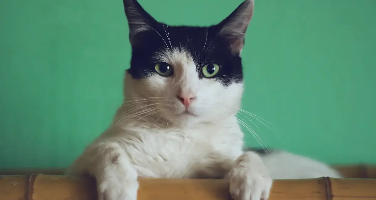 Katzen sind ideale Lebensbegleiter… wenn man sie versteht