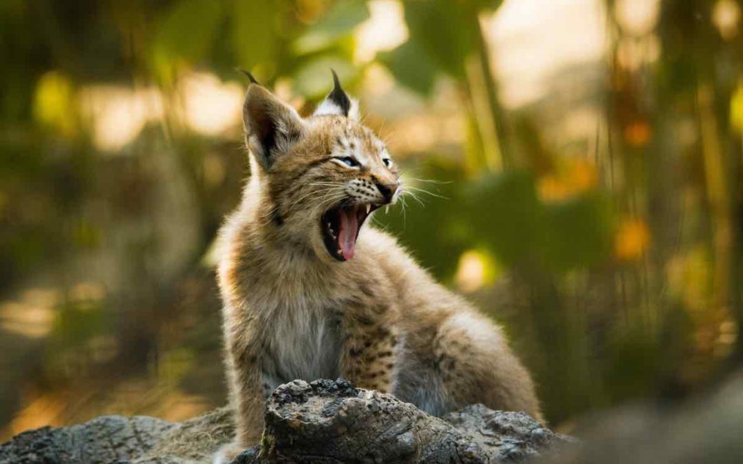 Andalusien will iberischen Luchs in Murcia ansiedeln