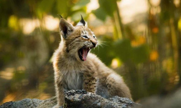 Andalusien will iberischen Luchs in Murcia ansiedeln