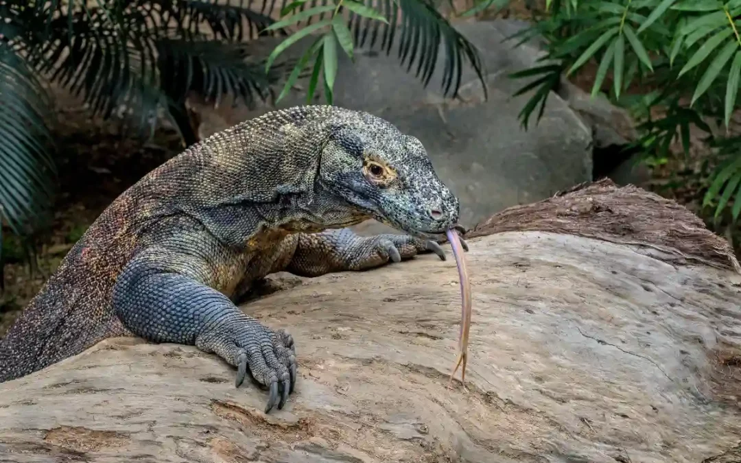 Fünf Komodowarane im Bioparc Fuengirola geschlüpft