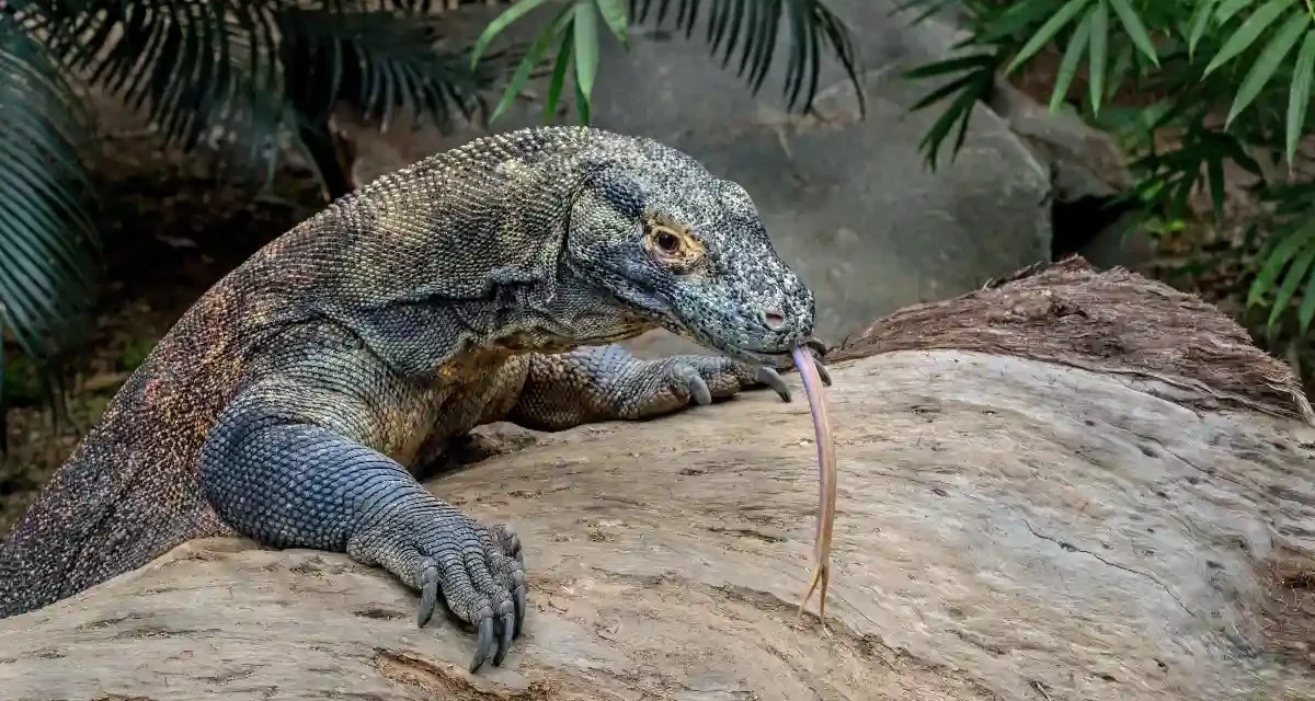 Fünf Komodowarane im Bioparc Fuengirola geschlüpft