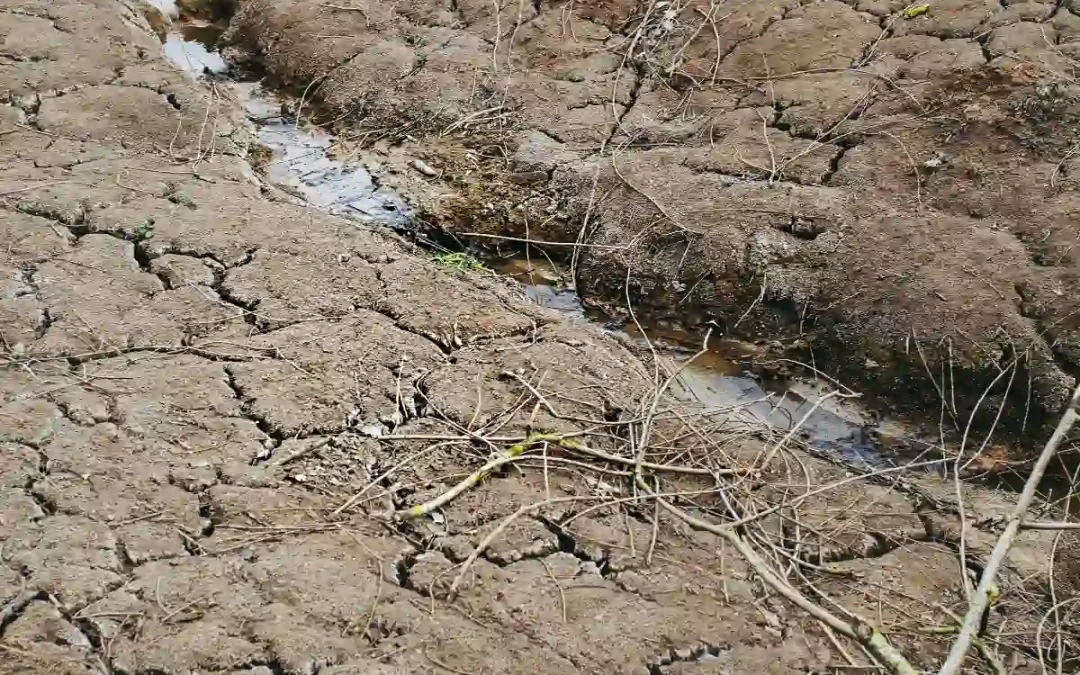 Dürre kostet Andalusien 35.000 Arbeitsplätze