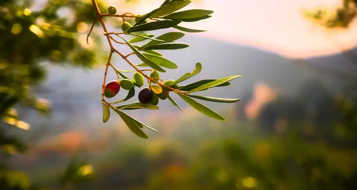 Olivenbaumpollen: Belastung bereits auf extremen Niveau