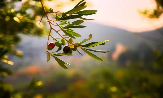 Olivenbaumpollen: Belastung bereits auf extremen Niveau