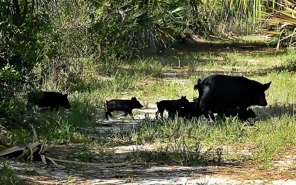 Wildschweine kehren an die Strände von Marbella zurück