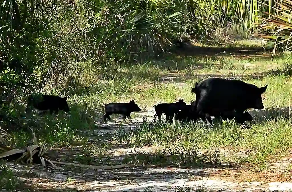 Wildschweine kehren an die Strände von Marbella zurück