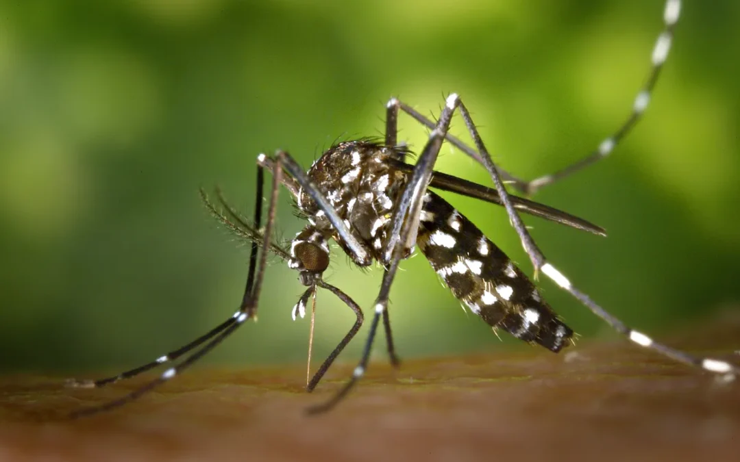 West-Nil-Virus in Moskitos entdeckt