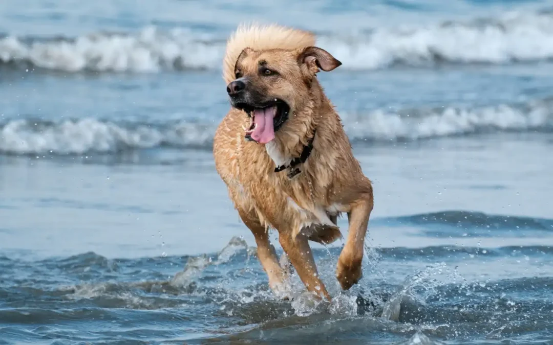 Vierbeinige Retter an den Stränden von Málaga