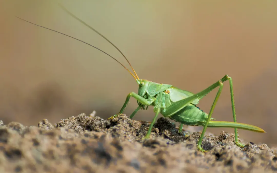 Grillen und Heuschrecken-Plage bedroht Ernten in Málaga